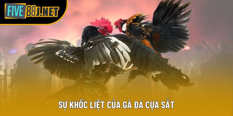 Sự khốc liệt của gà đá cựa sắt