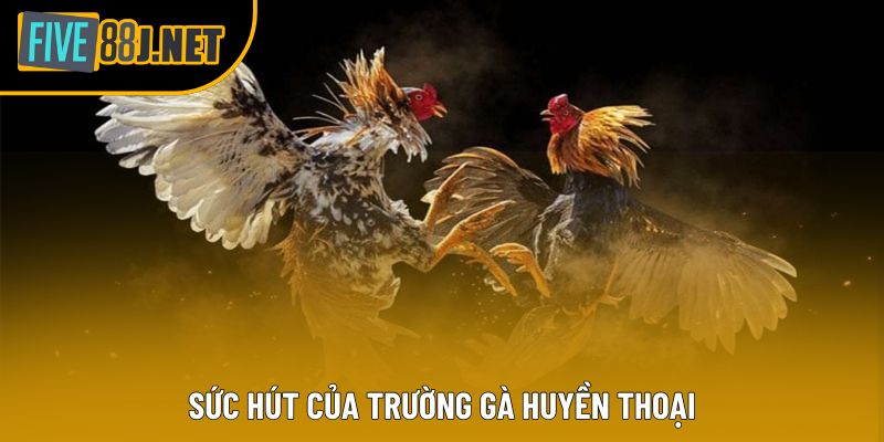 Sức hút của trường gà huyền thoại