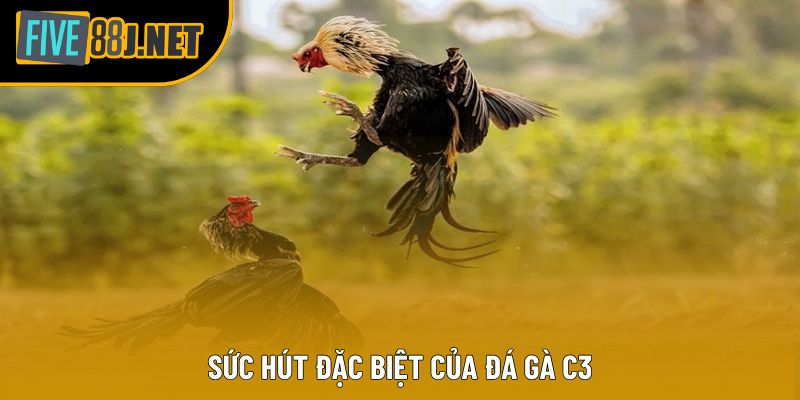 Sức hút đặc biệt của đá gà C3